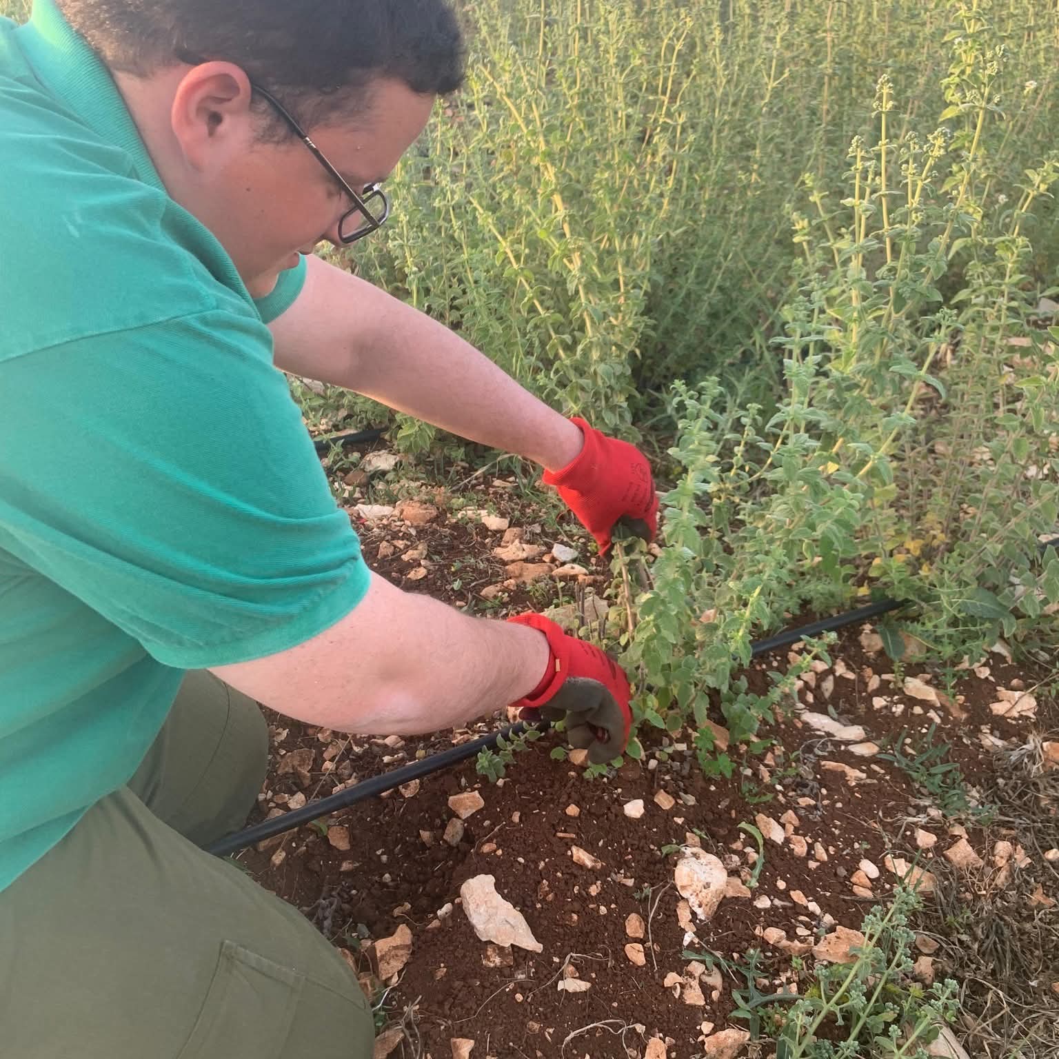 الزعتر في جنوب لبنان يقاوم الحروب (النهار)