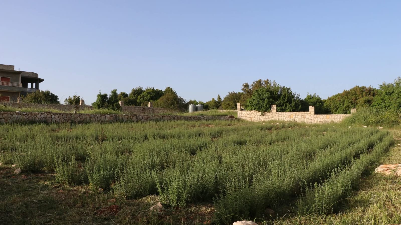 الزعتر في جنوب لبنان يقاوم الحروب (النهار)