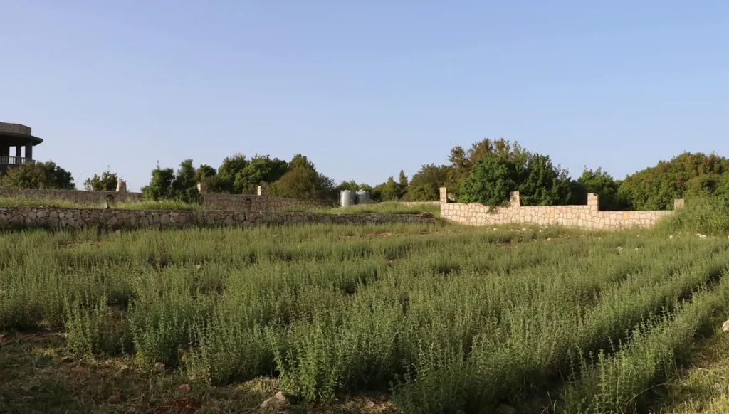 الزعتر الجنوبي... تراثٌ تصونه الأرض وتُهدده الحرب