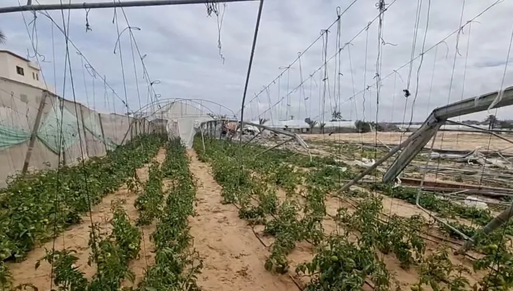 3% فقط من الأراضي الزراعية في غزة سليمة ومتاحة للمزارعين