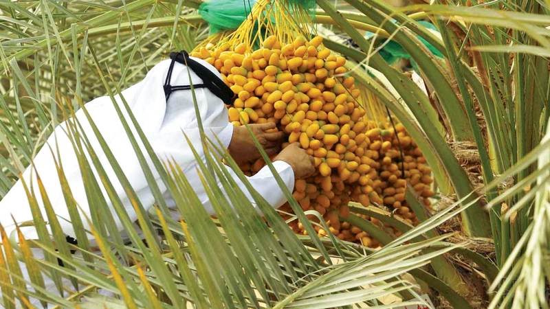 تباشير الرطب من اساسيات المونة الإماراتية (النهار)