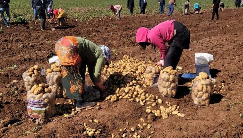 مع بدء موسم الحصاد... دعوة لدعم البطاطا اللبنانية وخاصة العكارية