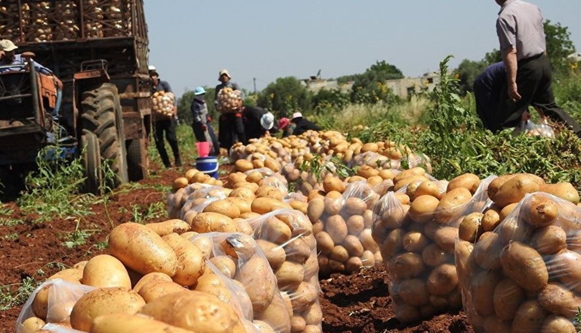 زراعة البطاطا (أرشيفية، 