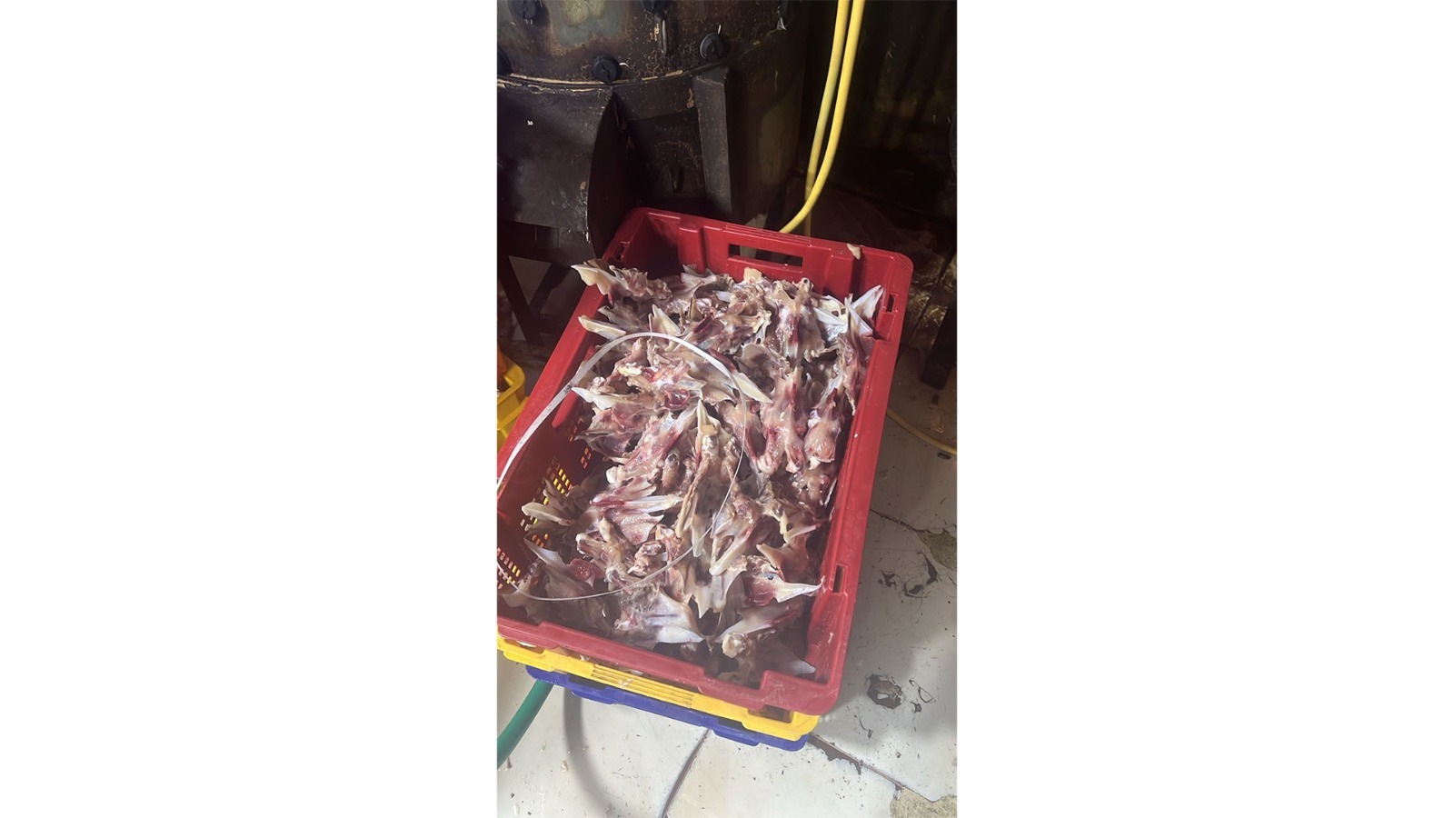 الدجاج الفاسد بعد ضبطه (قوى الأمن).