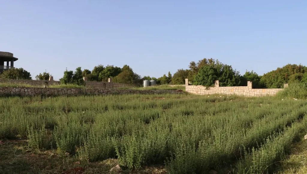 الزعتر في جنوب لبنان يقاوم الحروب (النهار)