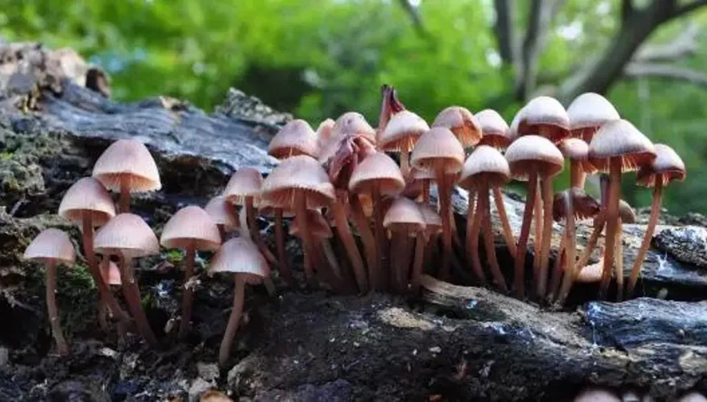 اعتبارا من مطلع 2026... تشيكيا تُجيز استخدام "الفطر السحري" لعلاج أمراض الاكتئاب