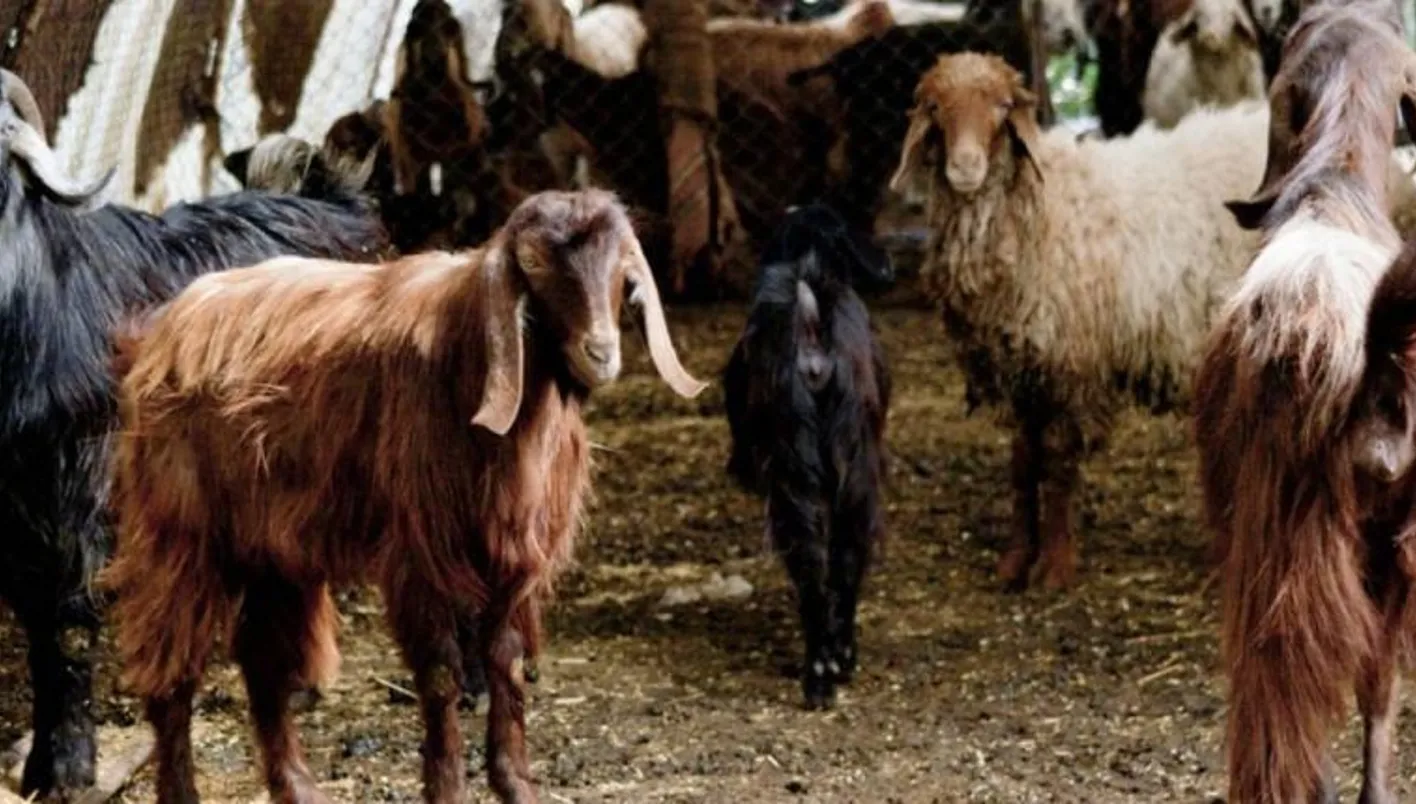 هل ينتشر مرض الحمى القلاعية في شمال لبنان؟ تقرير رسمي حول إصابة الماعز