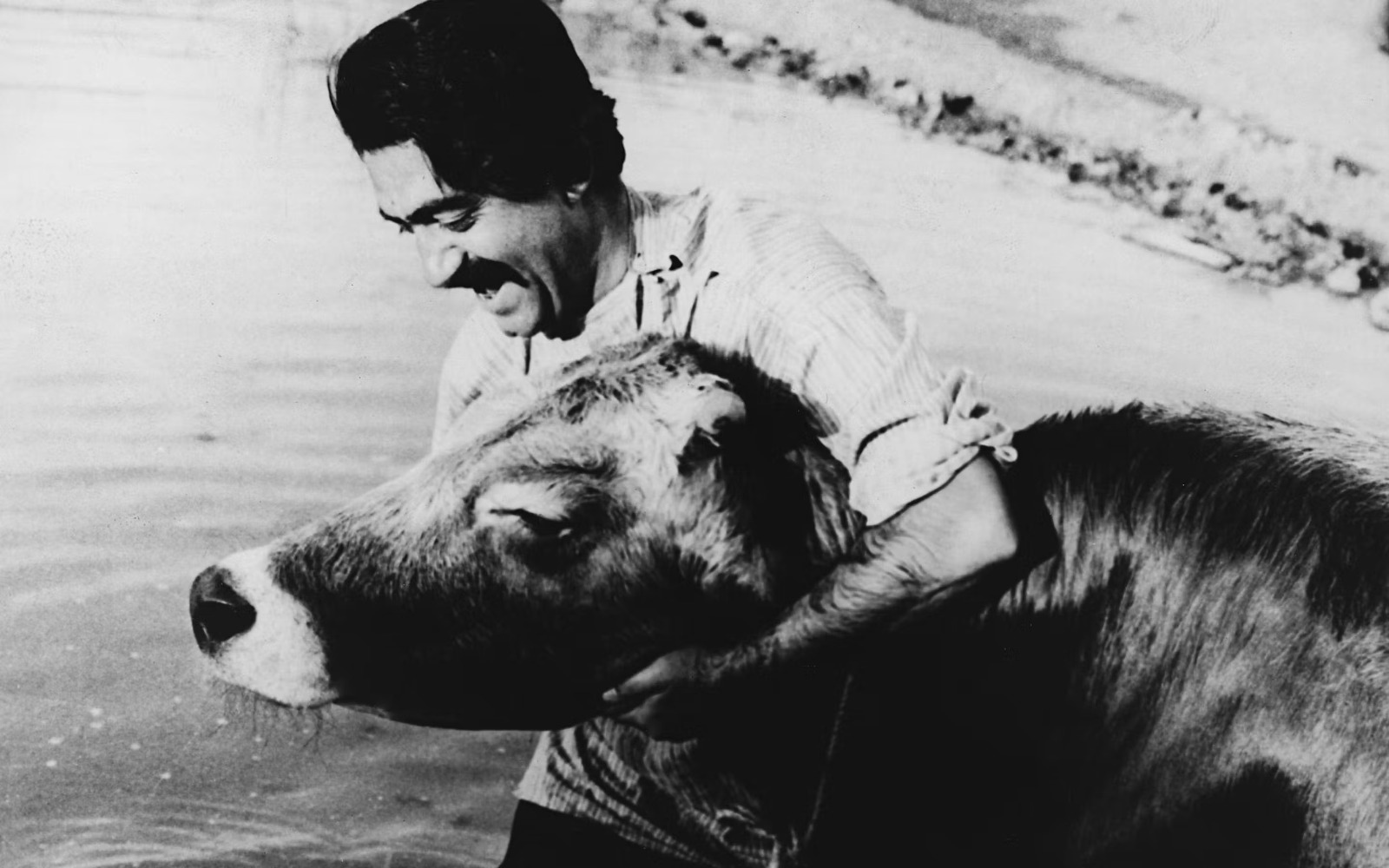 مشهد من فيلم ”البقرة“ لداريوش مهرجوي. (أرشيفية)