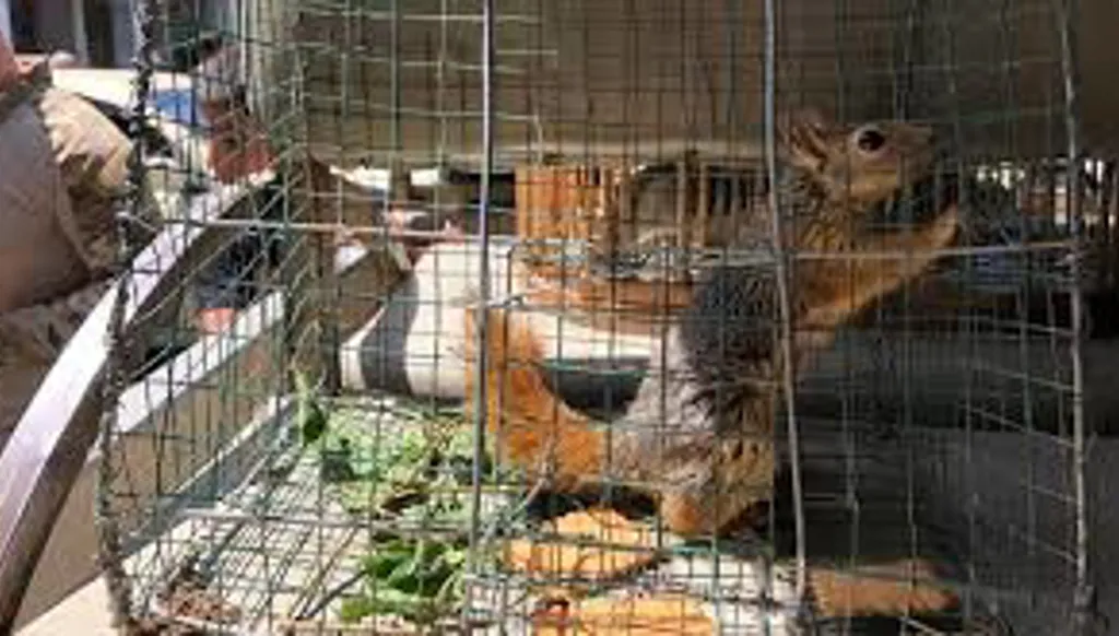 الانتربول: الاتجار بالحيوانات الحيّة بلغ مستويات قياسية عام 2025