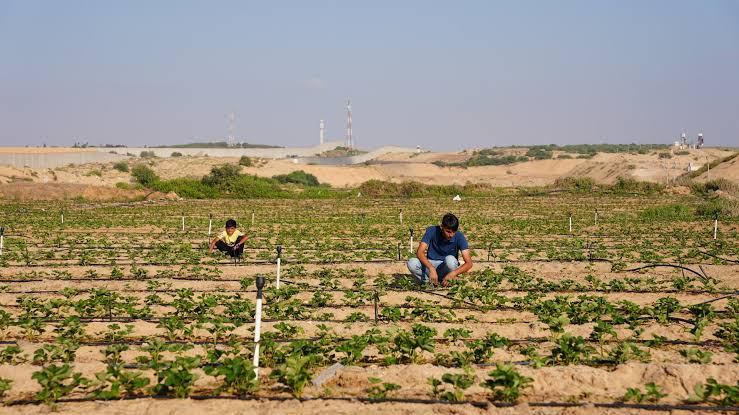 الأراضي الزراعية في غزة (أرشيفية).
