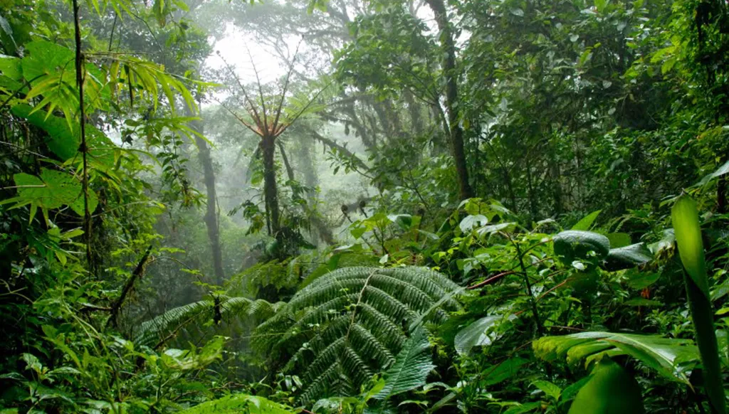 طالب جامعي اختفى لأسبوعين في الأدغال... وهكذا استطاع النجاة!