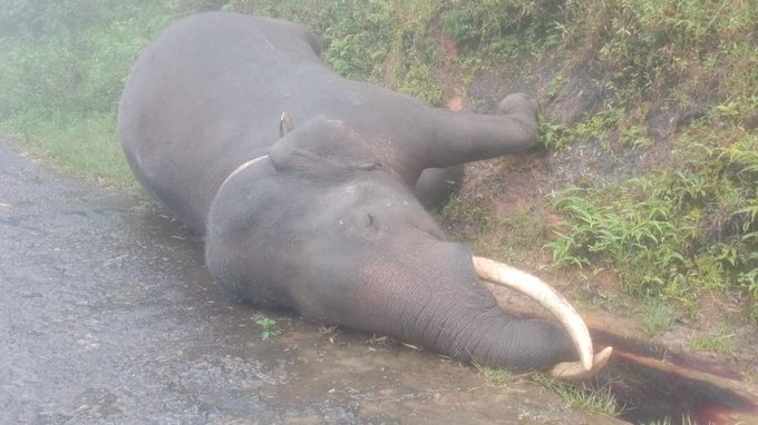 فيل ملقي على الأرض (أكس)