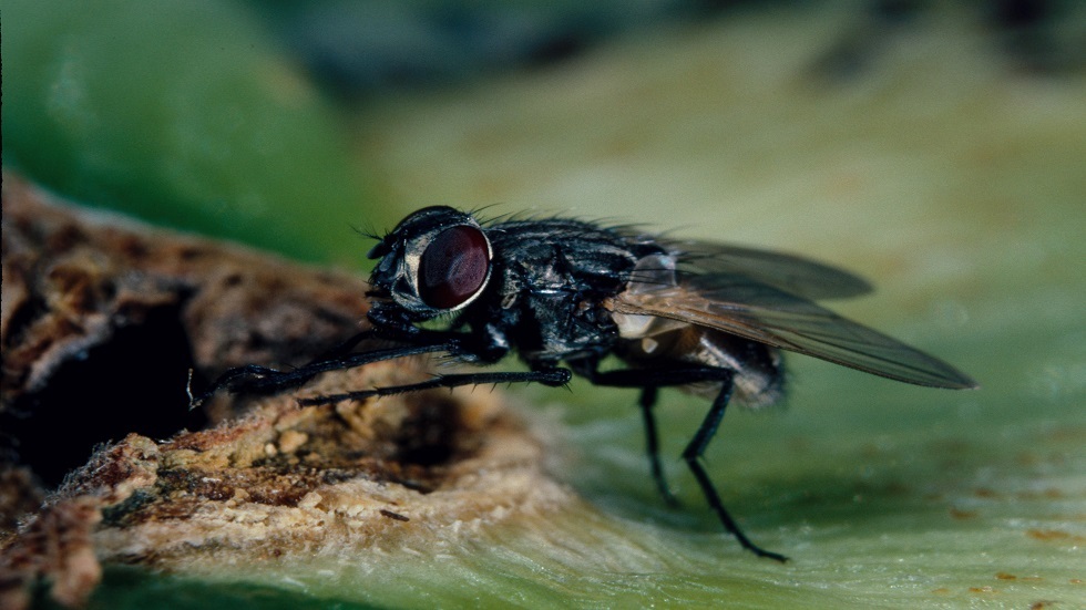 ذبابة (وكالات)