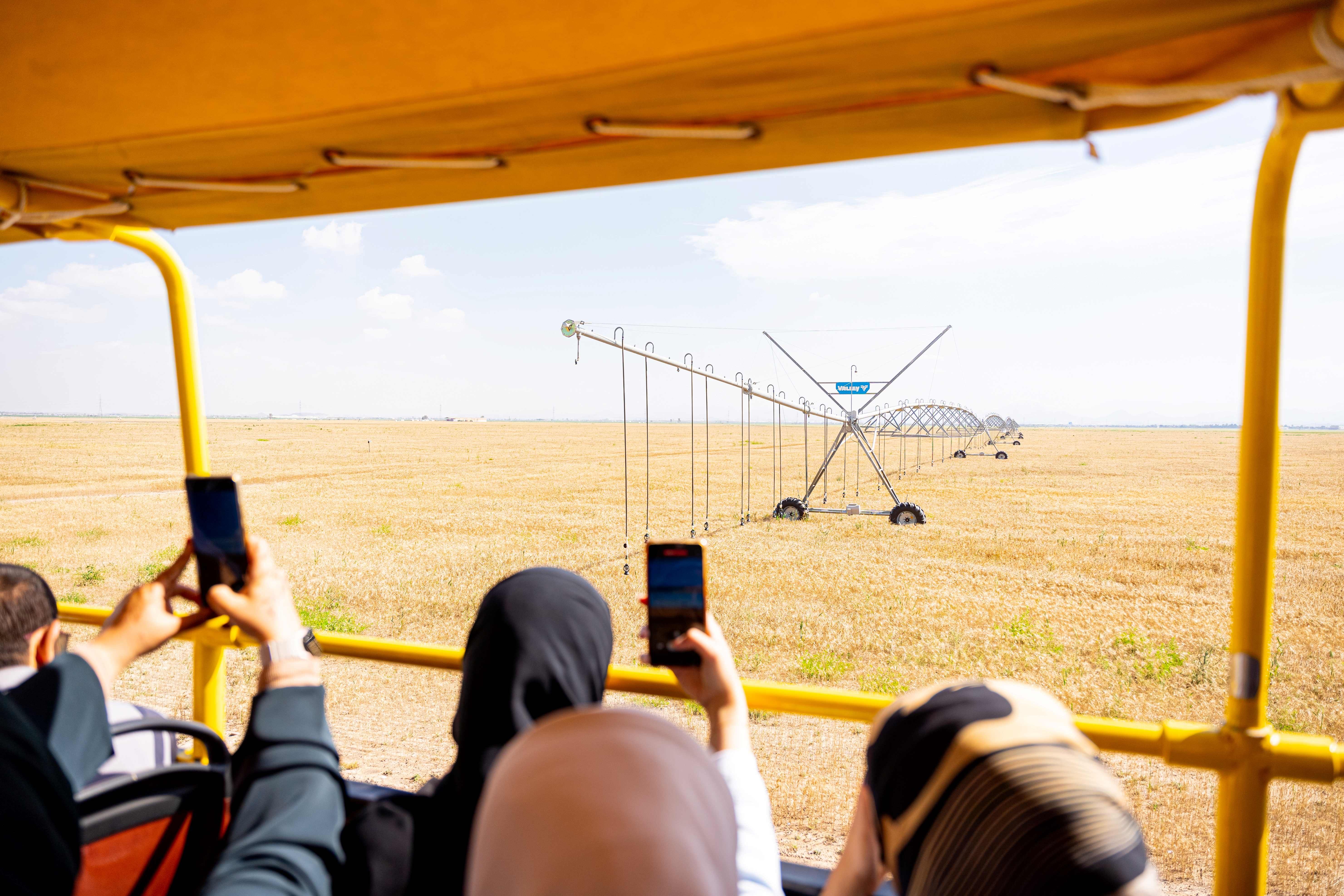 حقول القمح في الامارات (وام)