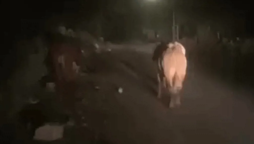 قطيع أبقار يعبر من إسرائيل إلى لبنان... ومساعٍ لاسترجاعه! (فيديو وصور)