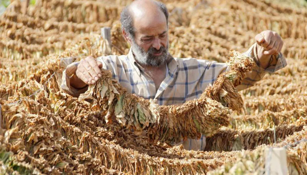 مزارعو التبغ في جنوب لبنان... بين الخسائر والحوافز