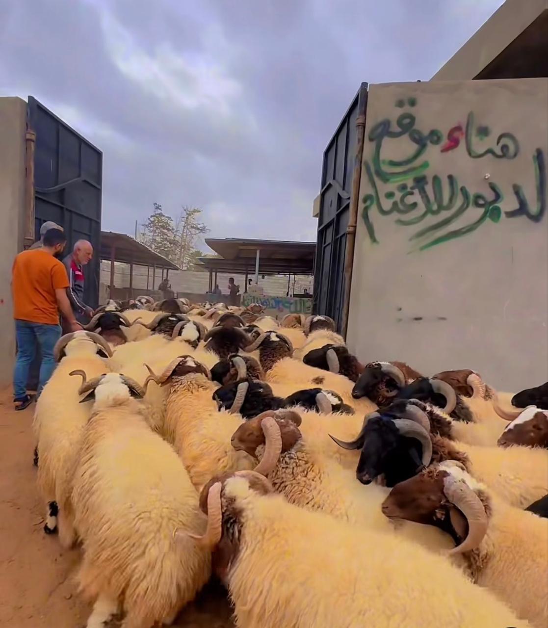 مركز آخر لبيع الخراف في ليبيا. (النهار)