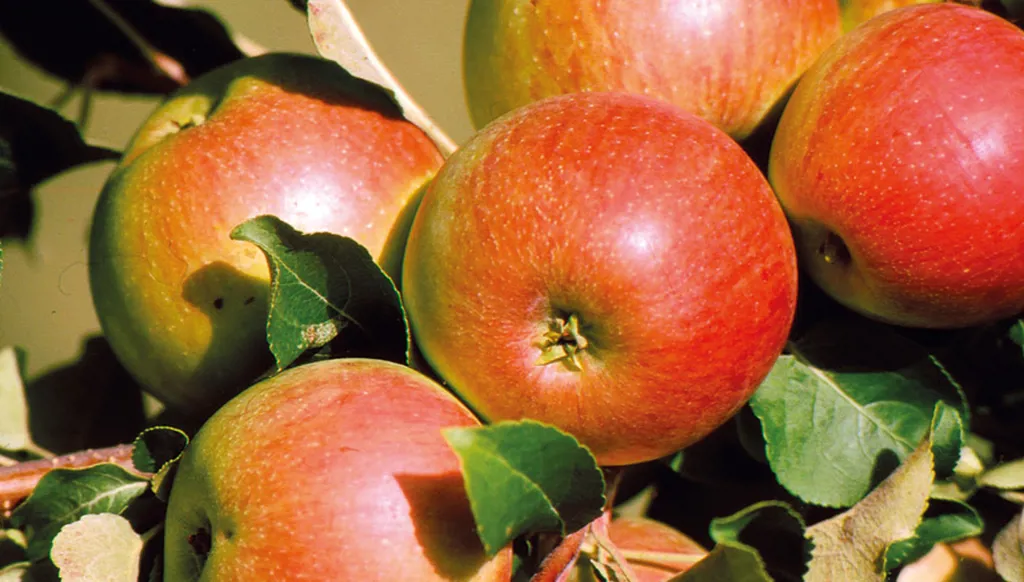 "القطاف" بدأ... والتفاح اللبناني في مواجهة المناخ والأسواق (فيديو)