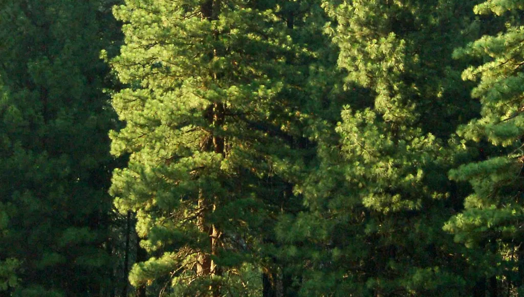 البعض جرّبها... هل التواصل ممكن بين الأشجار والناس؟