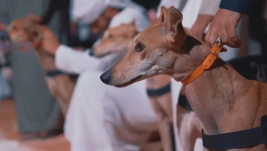 فعاليات "موسم الرياض"... مهرجان الكلاب العالمي ينطلق في ديسمبر (فيديو)