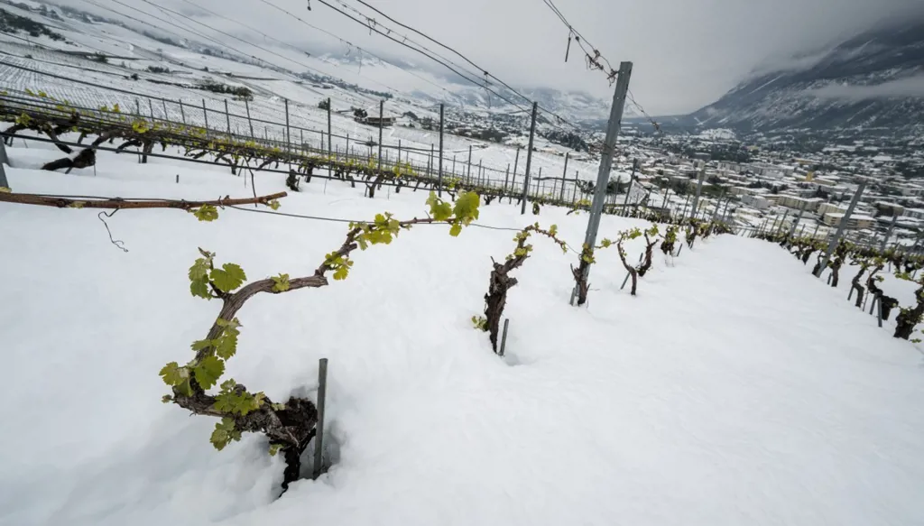 أربعة قتلى في انهيارات ثلجية في جبال الألب