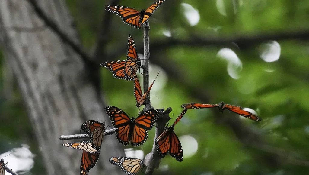 تراجع أعداد الفراشات في أميركا 22% منذ بداية القرن
