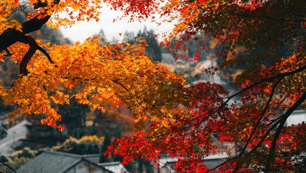 نسمات الحنين