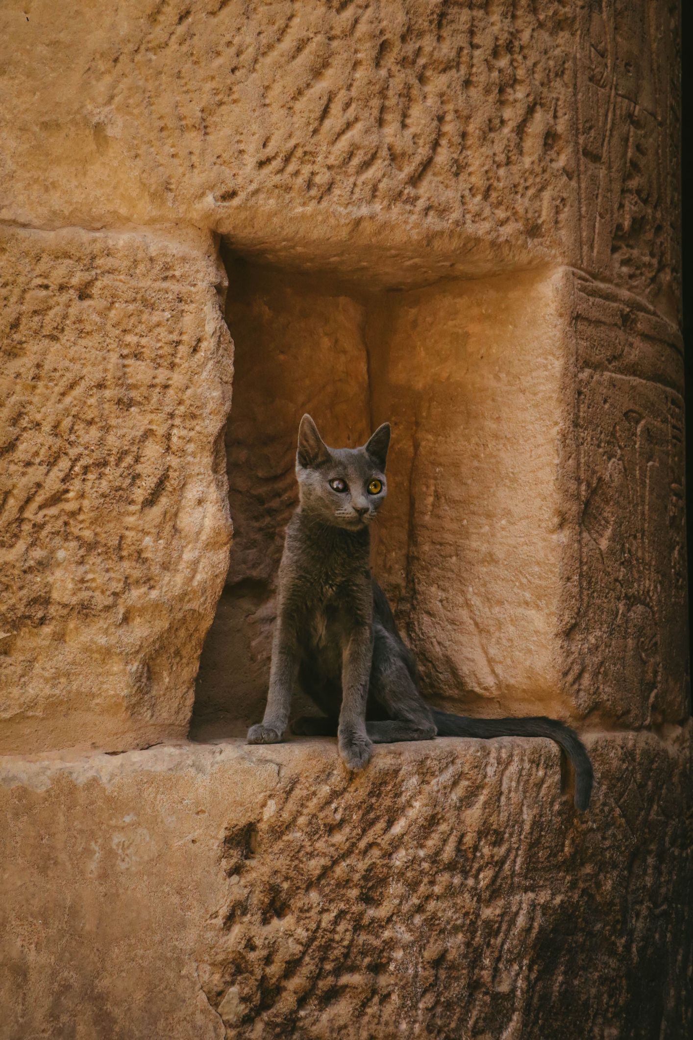 صورة تعبيرية لقط (Pexels)