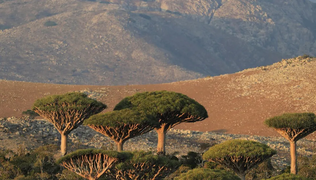 "أخبرني أنك قادم"