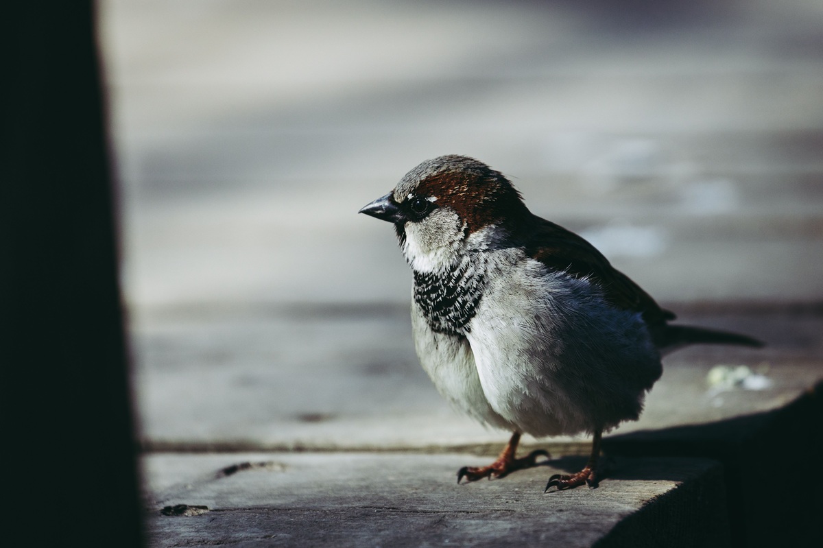 التفاعل مع الطيور للرّفاه النفسي (Pexels)