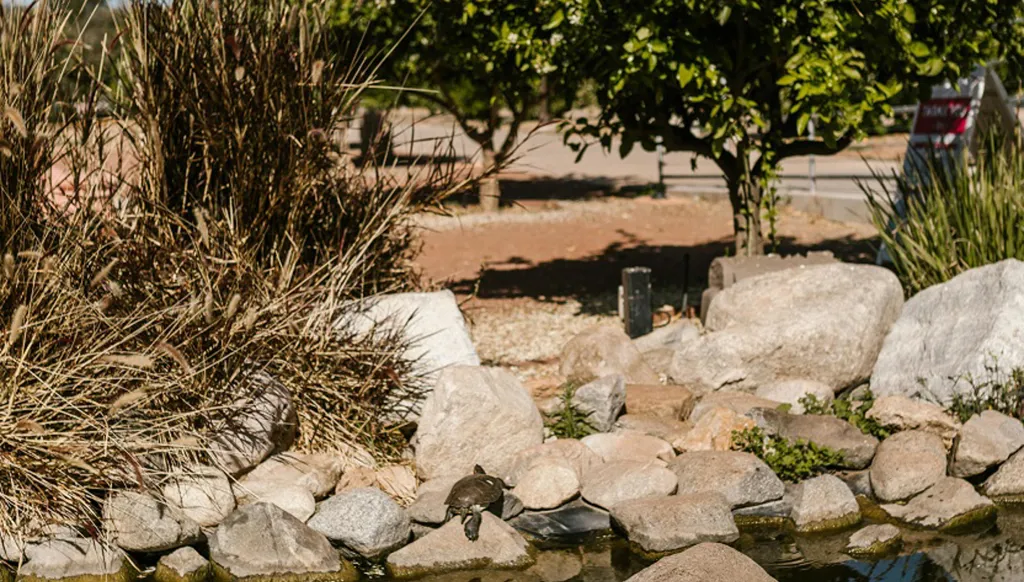 السلحفاة والبطتان في لبنان