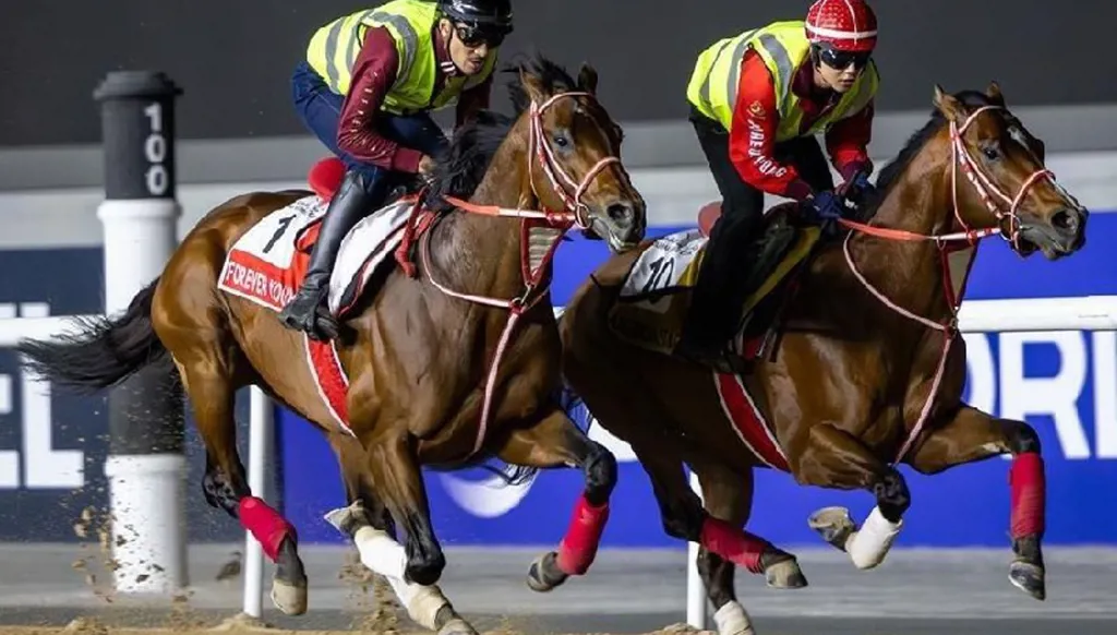 نجوم "فوريفر يونغ" و"كالانداغان" و"ريبلز رومانس" يتصدرون الترشيحات لكأس دبي العالمي
