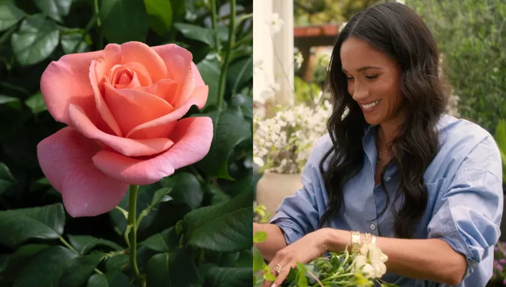 بعد إطلاق "وردة كاثرين"... ميغان ماركل تنسق باقة وردية (فيديو)