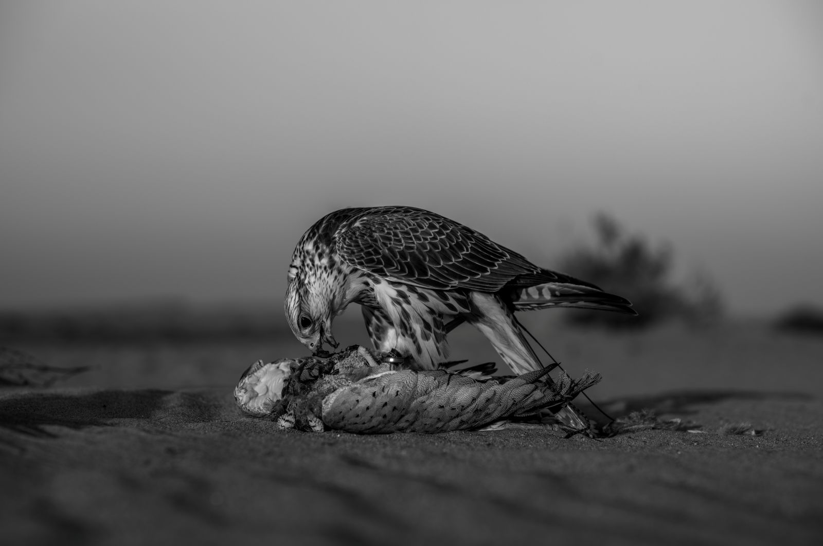 بعدسة المصورة فاطمة الموسى 