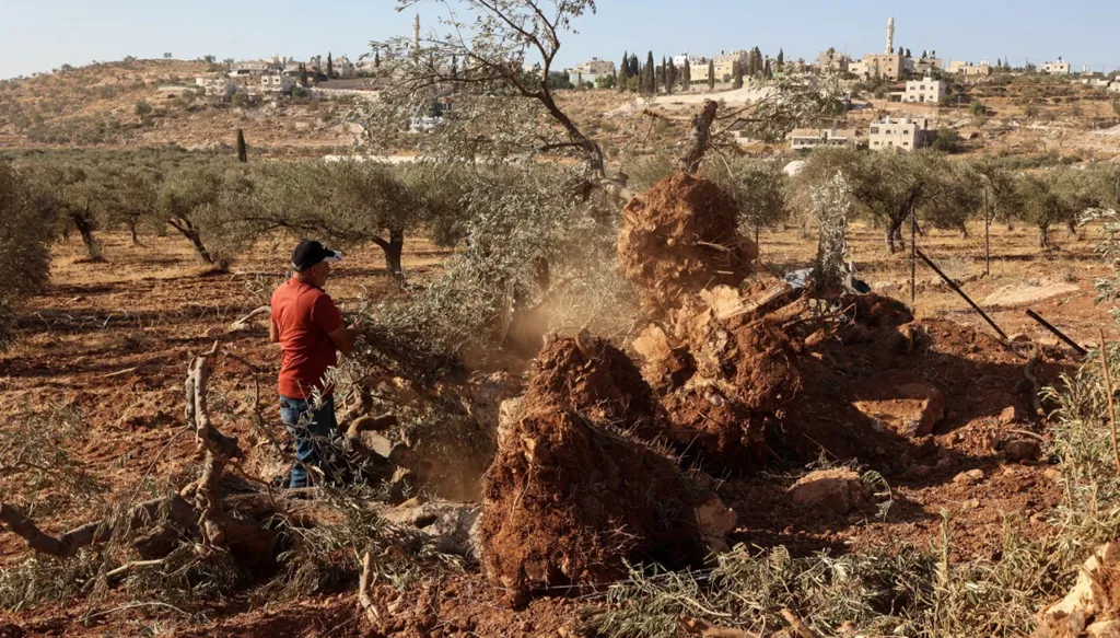بالصور- جرافات إسرائيلية تقتلع مئات الأشجار في قرية فلسطينية بالضفة