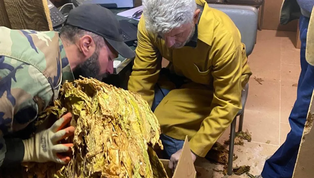 لبنان- "الريجي" بدأت بتسلّم محاصيل التبغ في البقاع (صورة)