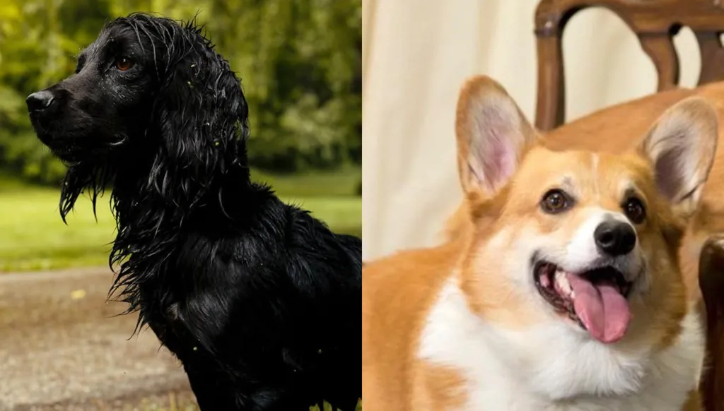 حيوانات القصور والمشاهير: وفاء يتجاوز حدود البشر