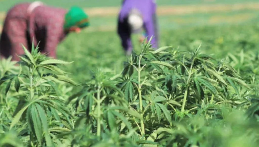 تعيين الهيئة الناظمة لم ينقل القطاع بعد تشريعه إلى السكة... وزير الزراعة لـ"النهار": "تعمل جيّداً"