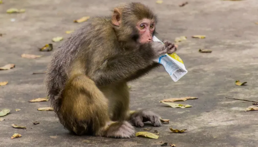 تايلاند... توقيف رجلين بعد العثور على 81 قرداً في سيارتهما