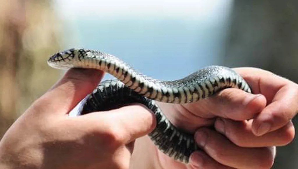 احذروا لدغات الأفاعي... واتخذوا هذه الخطوات للمعالجة!