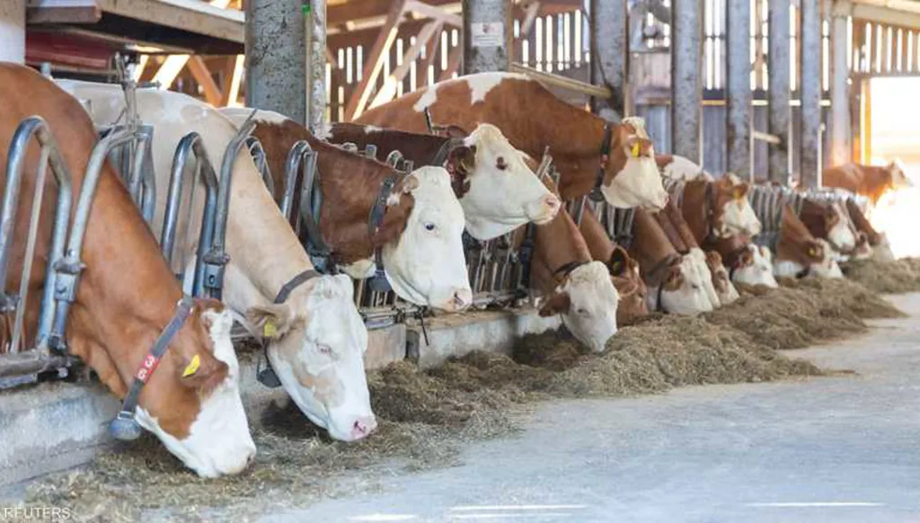 الحمّى القلاعية تصيب المواشي في لبنان... هل يمكن أن تنتقل الى البشر؟