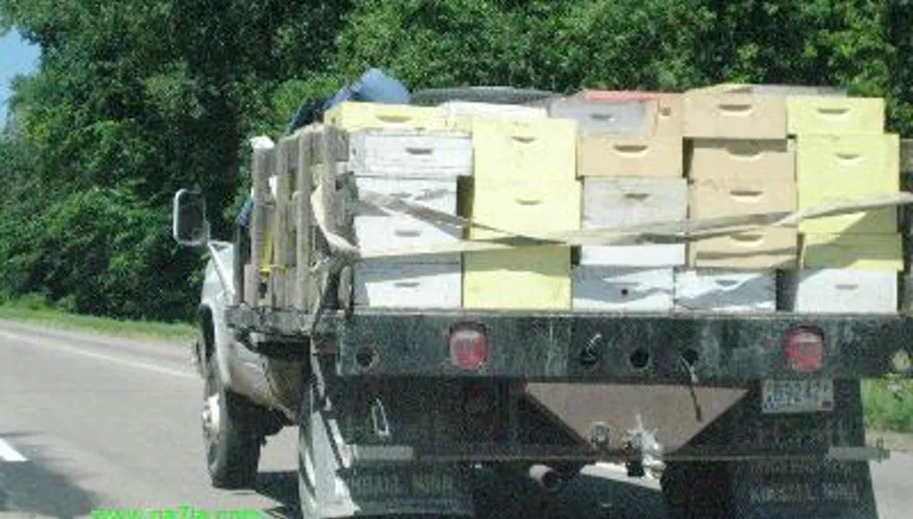 نحل جنوب لبنان ينزح أيضاً: نقل 2500 خليّة من أصل 100 ألف إلى مناطق آمنة