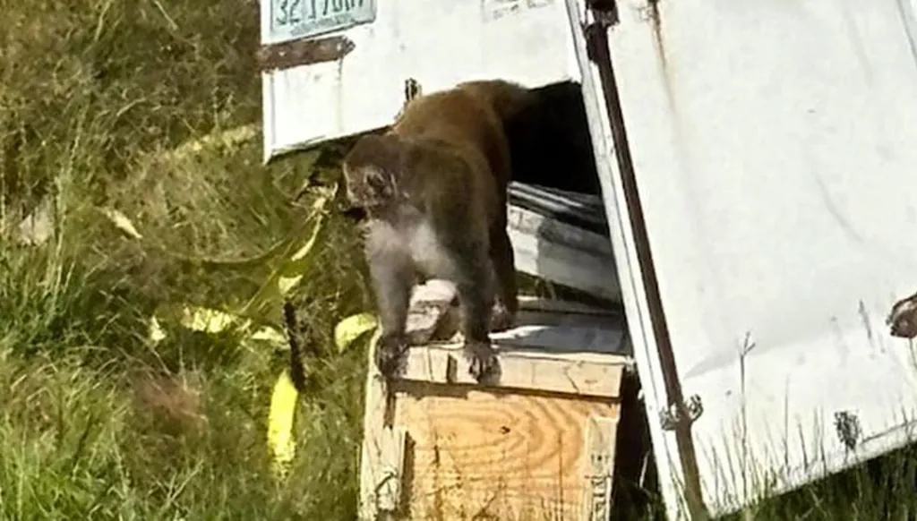 في مسيسيبي... انقلاب شاحنة وفرار قرود "عدوانية"! (صور)