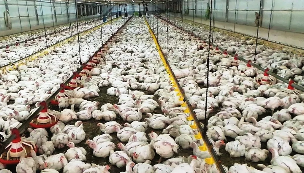 لبنان... إقفال محلات دجاج في عكار وضبط 8 أطنان فاسدة
