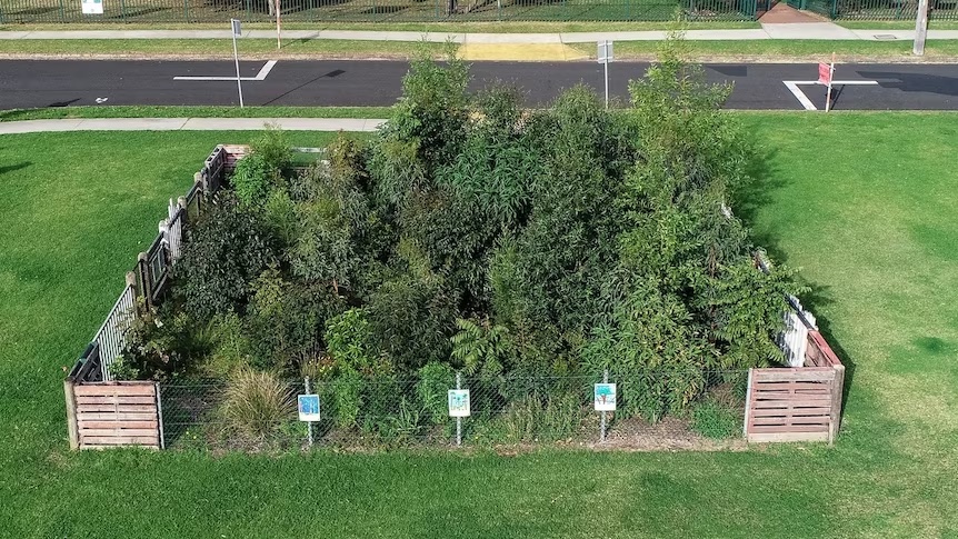 الغابات المصغّرة: موضة بيئيّة جديدة تمتدّ من اليابان إلى المدن البريطانية