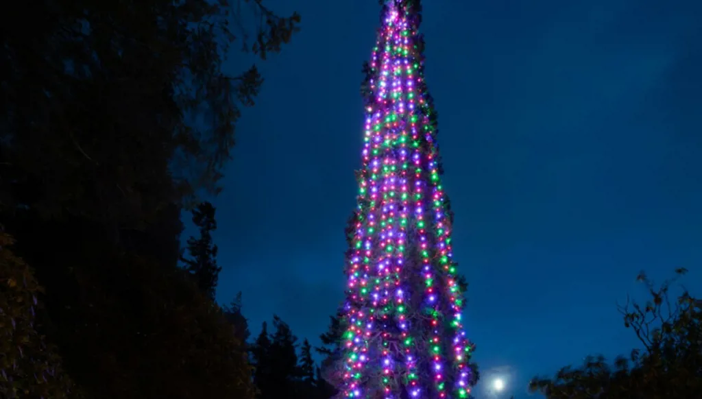 أطول شجرة ميلاد مزروعة في العالم تدخل موسوعة غينيس (فيديو)