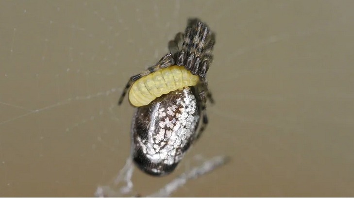  اليرقة تجوب شبكات العنكبوت بحثاً عن ضحاياها (وكالات)