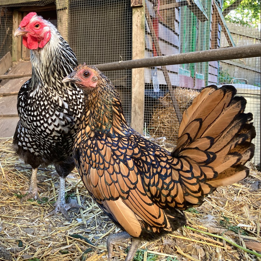 غيرتي في القنّ (غينيس)