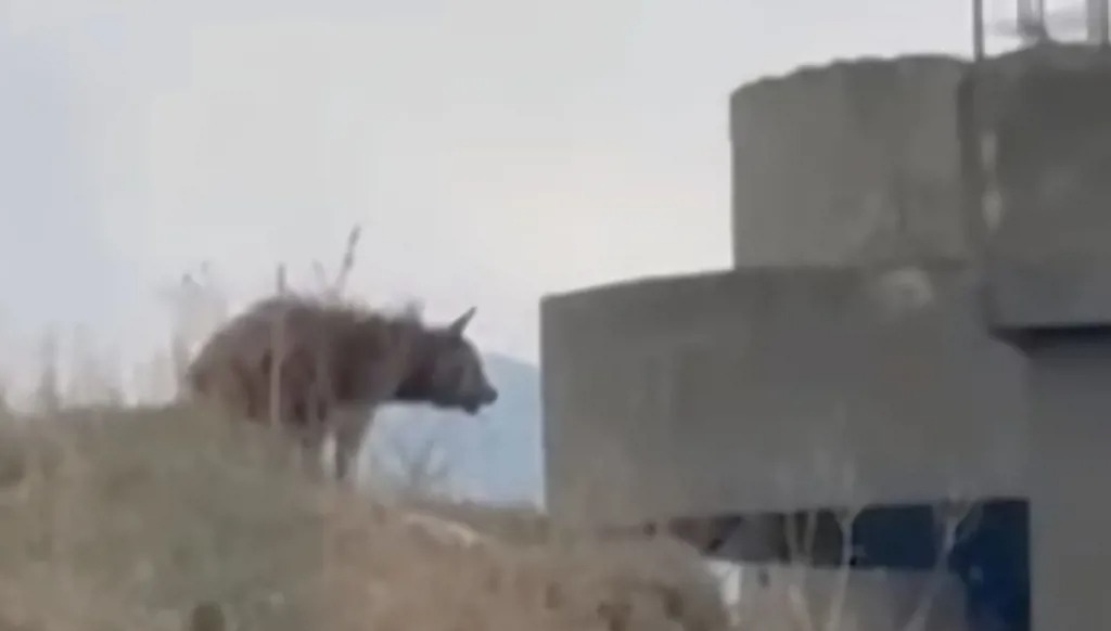 الضبع المخطط