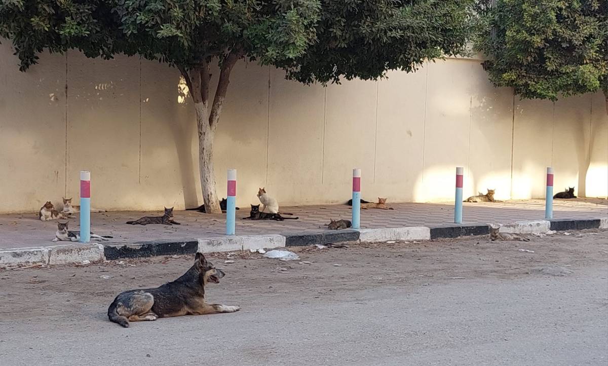 قطط مشردة وكلب شارع يجلسون في سلام معاً في حي المعادي بالقاهرة (النهار)